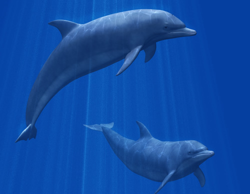 dolphin-picture