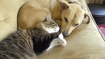 dog-cat-embracing